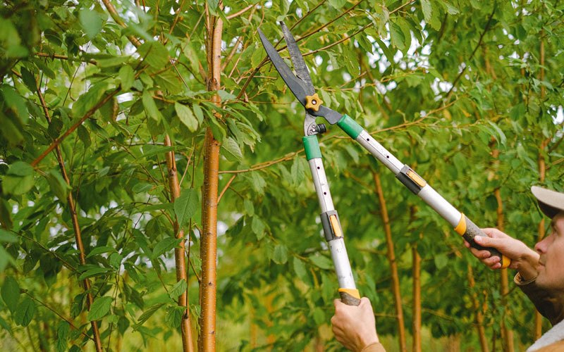 Tree trimming in Oakfield, NY
